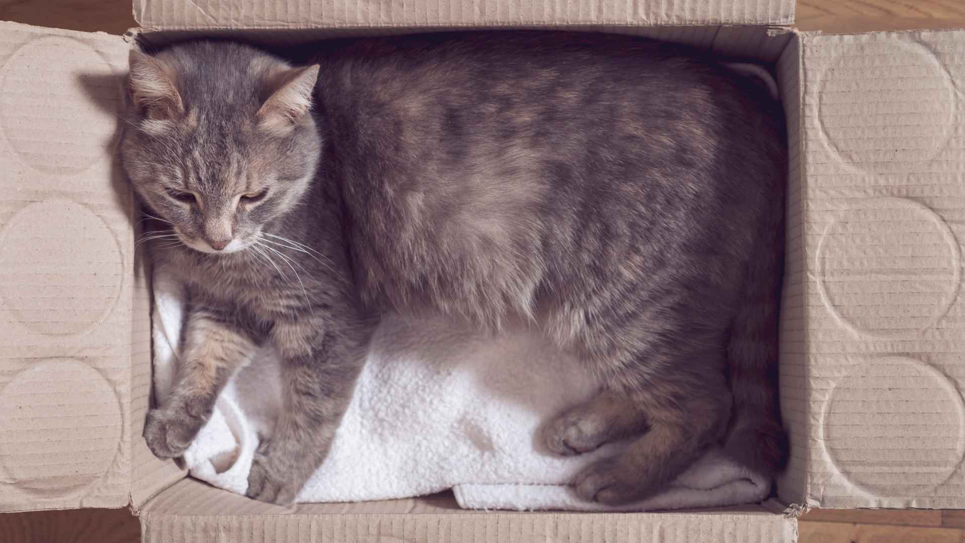 Gata de parto en caja de carton